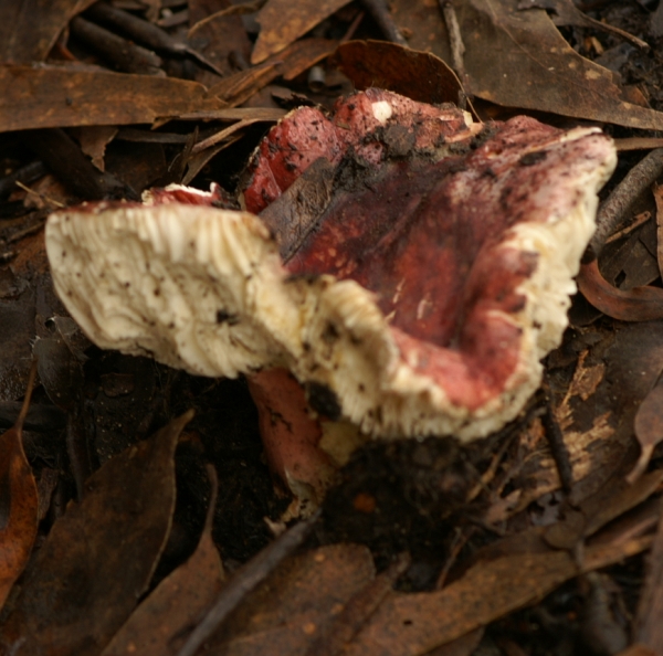 Russula emetica